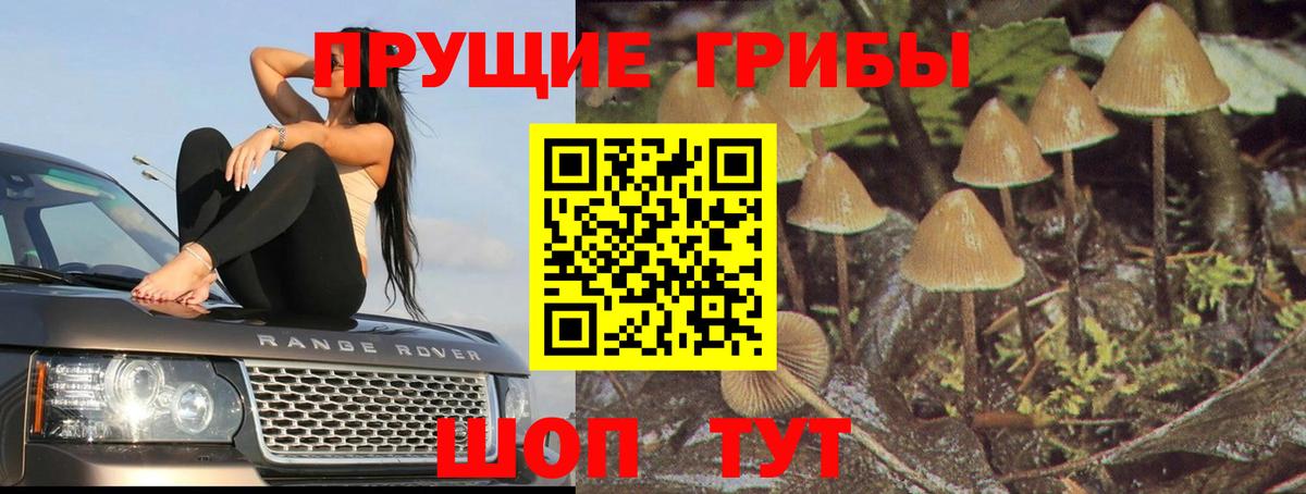 Истра  Галлюциногенные грибы Psilocybine cubensis  как найти наркотики  Вход с VPN 